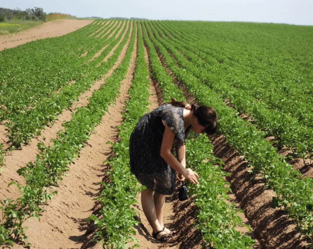 A rich potato harvest from 1 ha: the secrets of growing crops