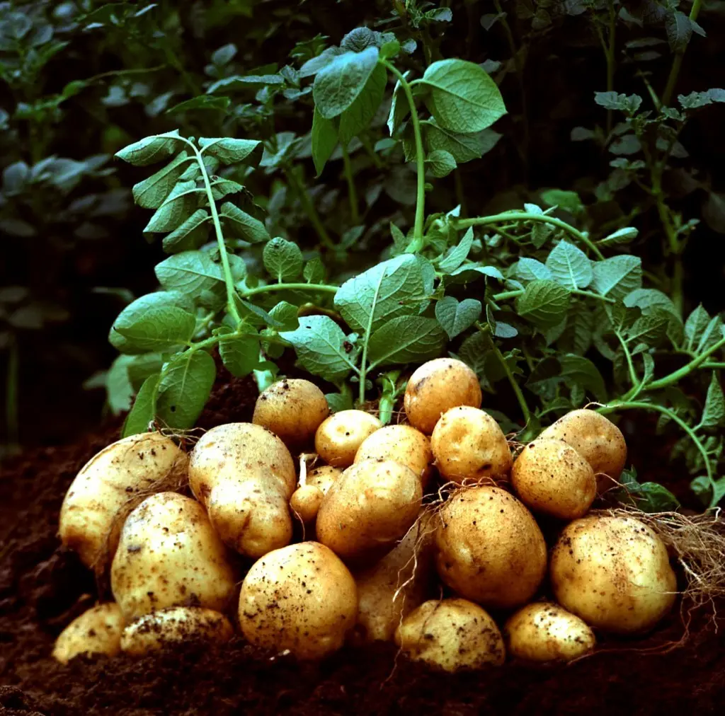 A rich potato harvest from 1 ha: the secrets of growing crops