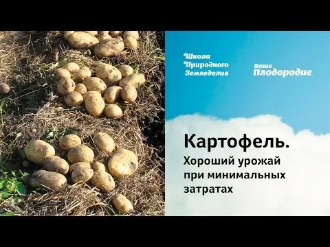 A rich potato harvest from 1 ha: the secrets of growing crops