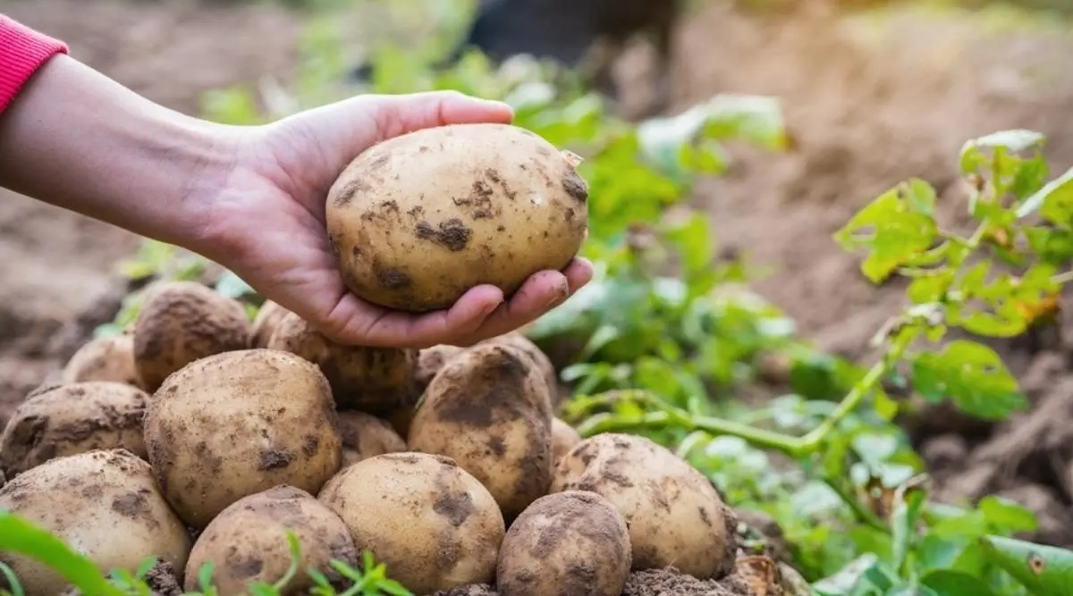 A rich potato harvest from 1 ha: the secrets of growing crops