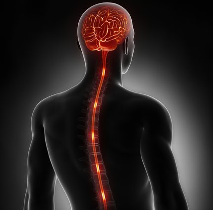 A severed spinal cord &#8211; can it be repaired? Structure of the spinal cord