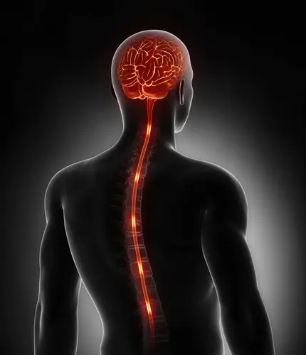 A severed spinal cord &#8211; can it be repaired? Structure of the spinal cord