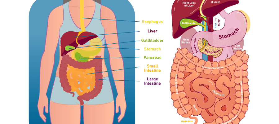 A small organ that can take its toll