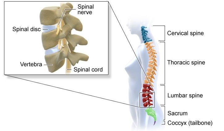 A spine in need