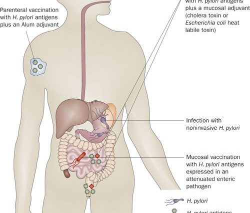 A vaccine against helicobacter pylori was developed