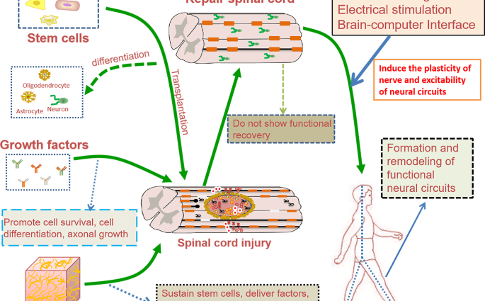 A way to improve spinal cord regeneration