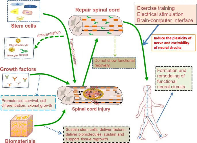 A way to improve spinal cord regeneration