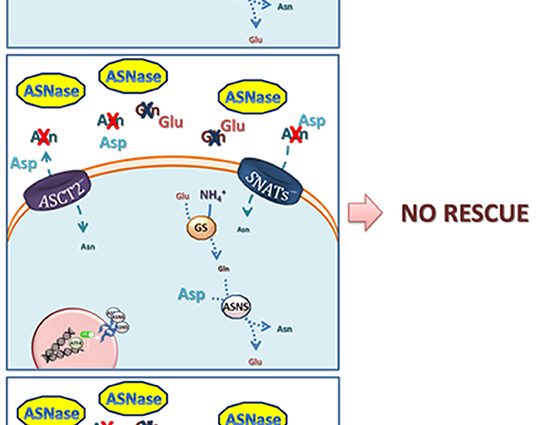 A way to inhibit the metastasis of breast cancer &#8211; reducing the production of asparagine