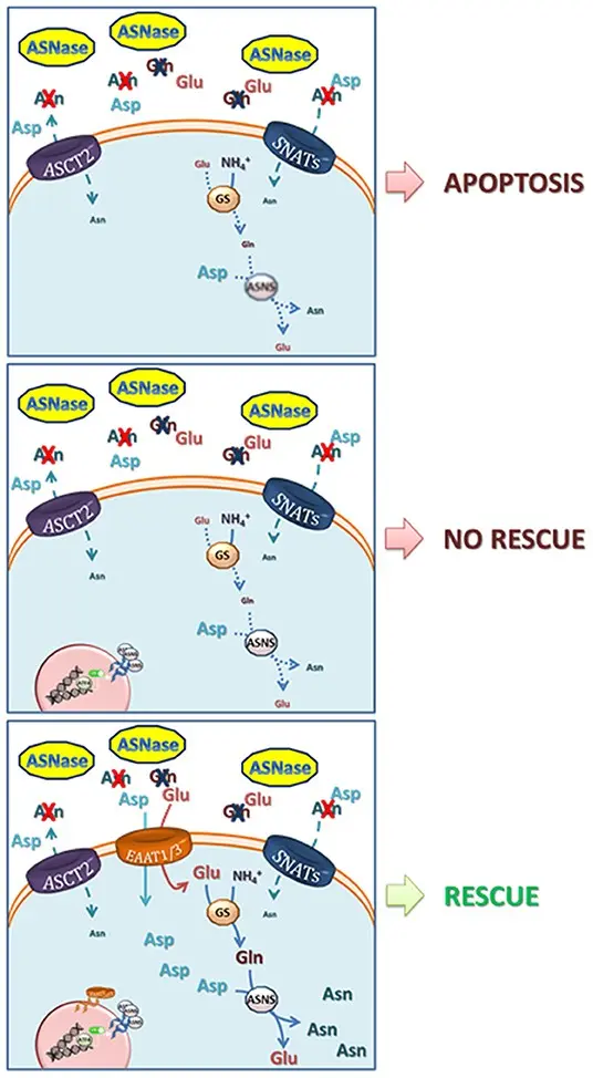 A way to inhibit the metastasis of breast cancer &#8211; reducing the production of asparagine