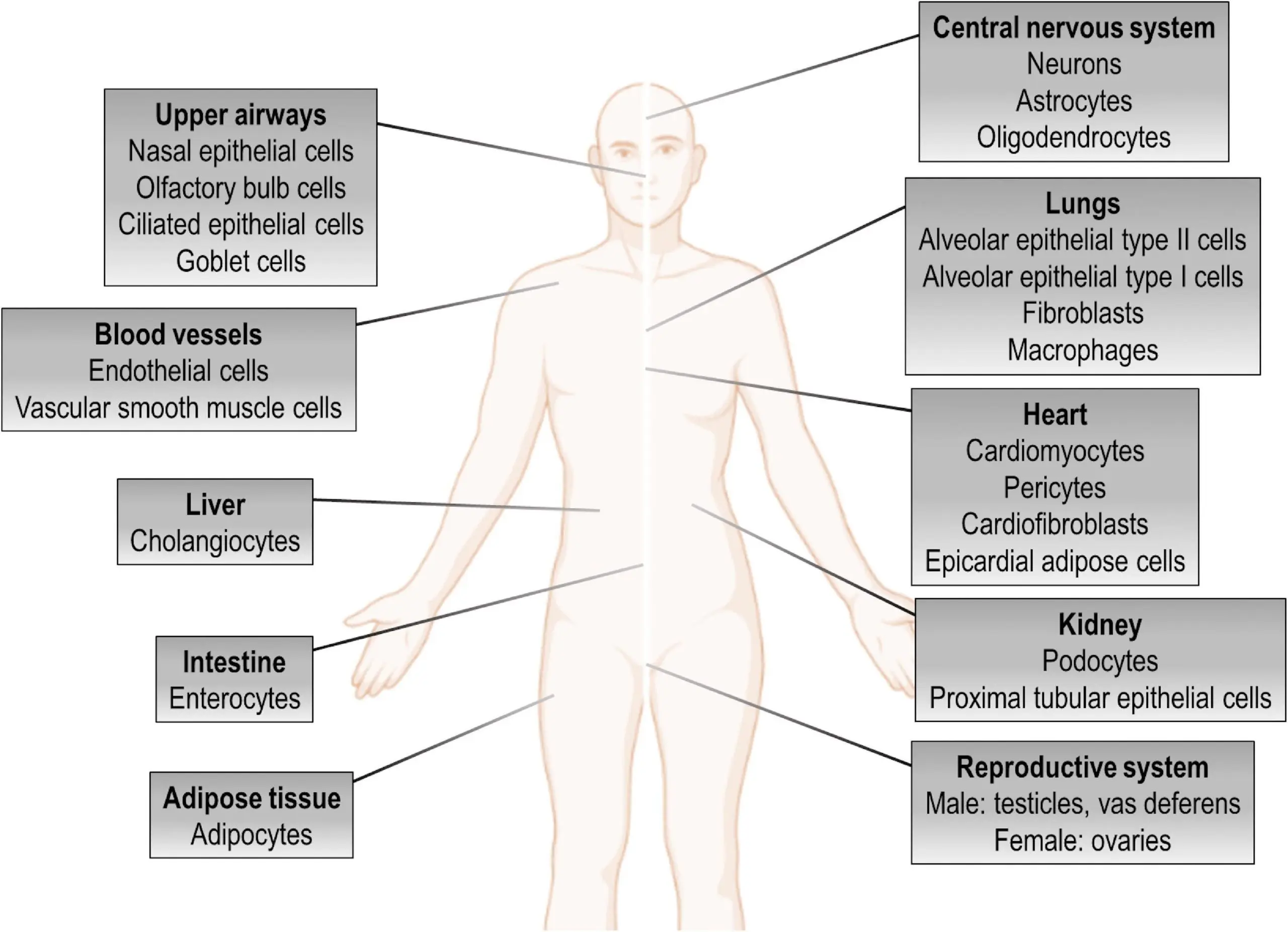 A wider waist is harmful to the male genitourinary system