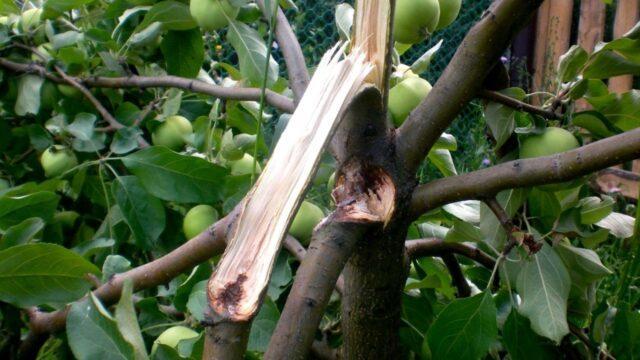 A young apple tree broke from the wind: what to do