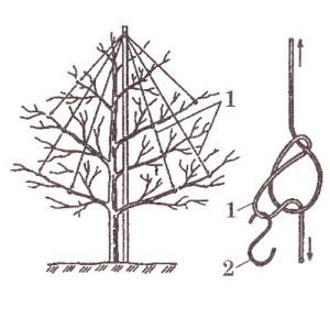 A young apple tree broke from the wind: what to do