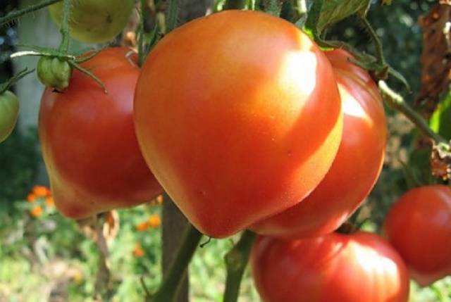 Abakan pink tomato