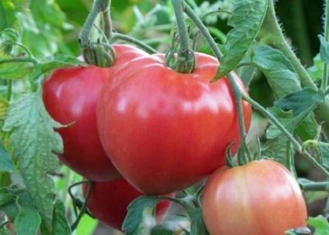 Abakan pink tomato