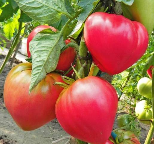 Abakan pink tomato