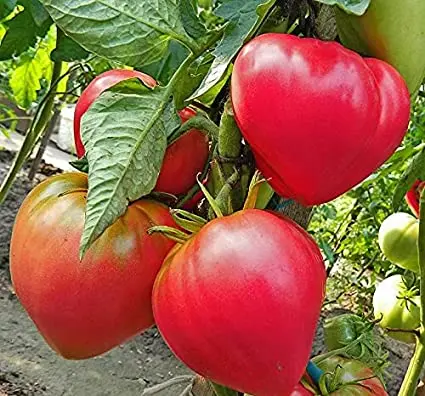 Abakan pink tomato