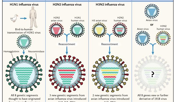 ABC of avian and swine flu