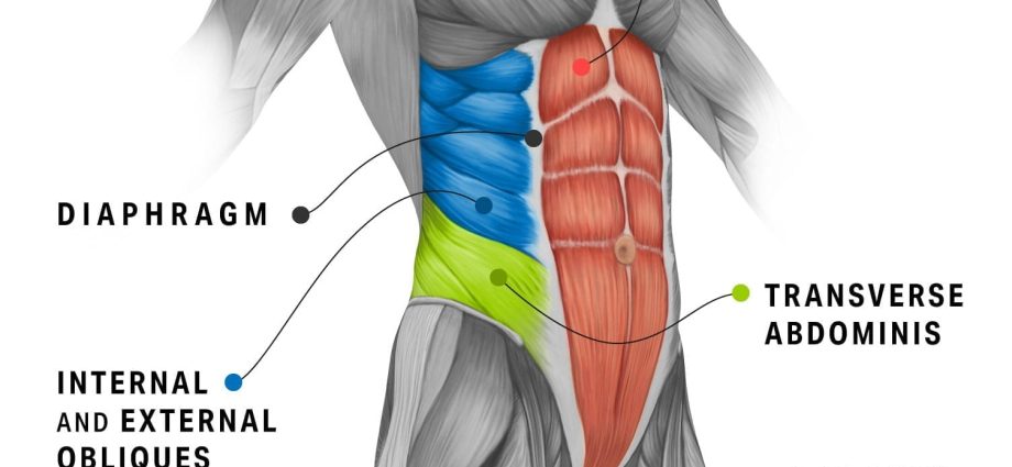 Muscles abdominaux - rôle dans le corps. Comment renforcer ses muscles abdominaux ?
