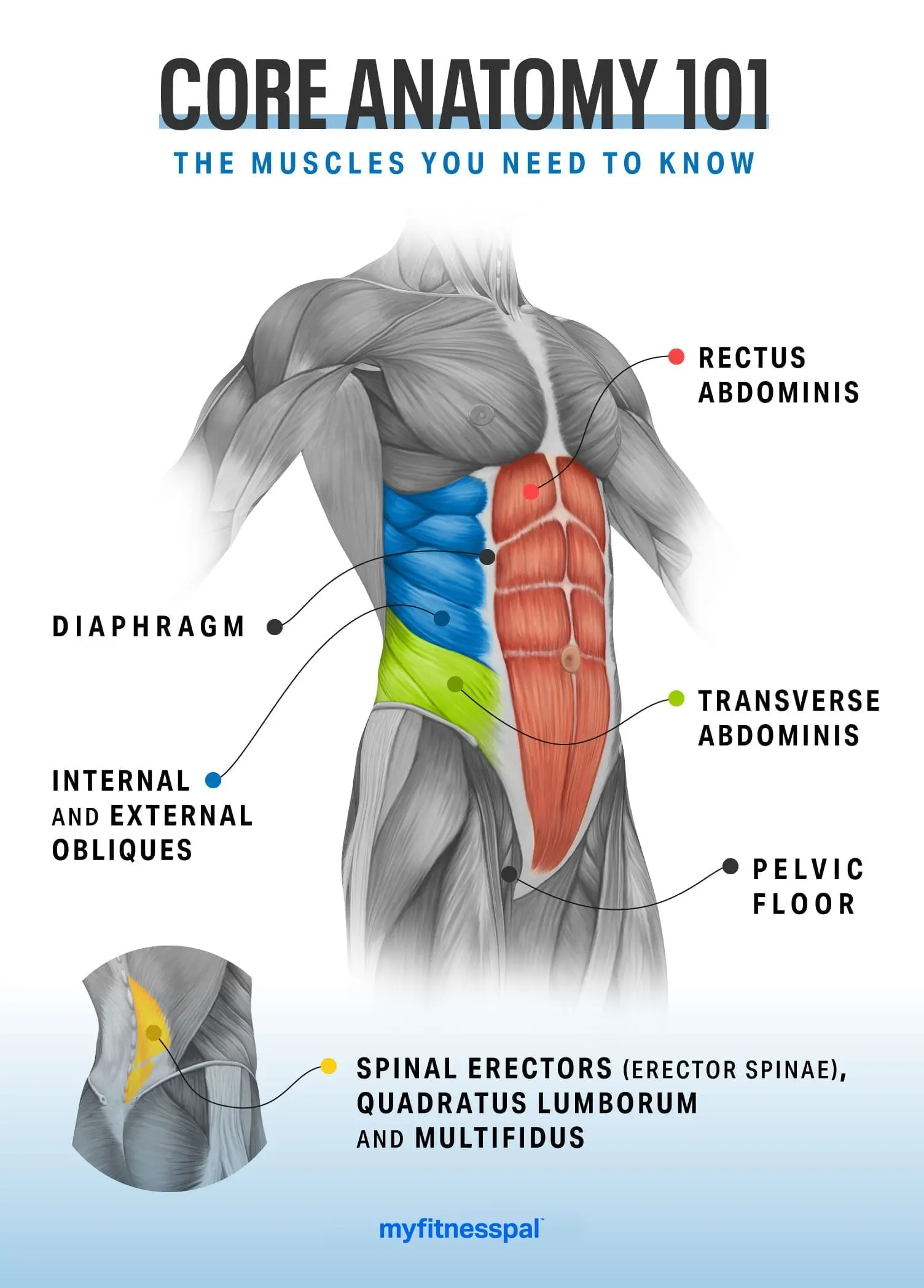 Abdominal muscles &#8211; role in the body. How to strengthen your abdominal muscles?