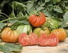 Abruzzo tomato