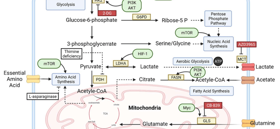 Absorb the knowledge about lymphomas!