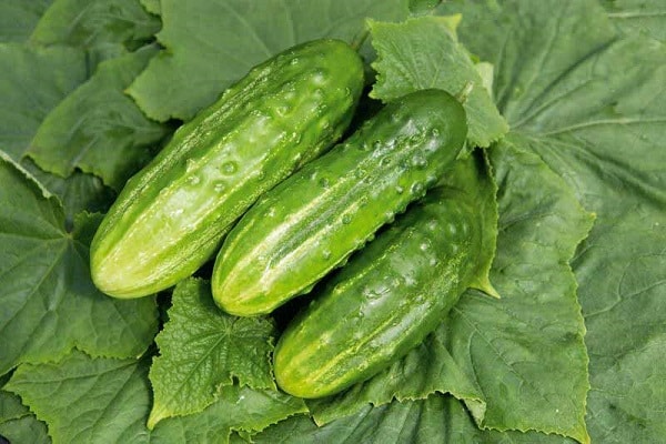 Abundant Cucumber: reviews, photos, characteristics