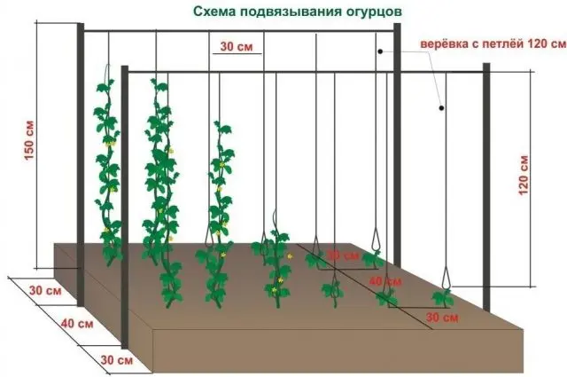 Abundant Cucumber: reviews, photos, characteristics