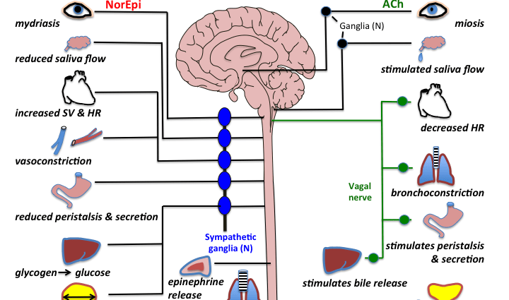 Acetylcholine &#8211; what it is, action, application. The most important neurotransmitter in the human body