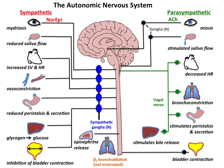 Acetylcholine &#8211; what it is, action, application. The most important neurotransmitter in the human body