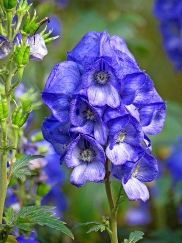 Aconite Arends (Aconitum carmichaelii Arendsii): photo and description