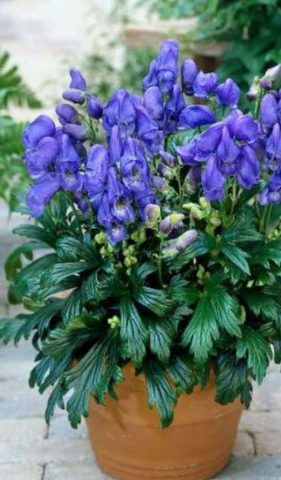 Aconite Arends (Aconitum carmichaelii Arendsii): photo and description