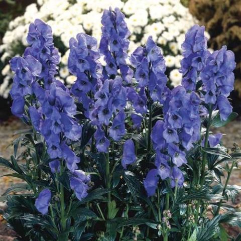 Aconite Arends (Aconitum carmichaelii Arendsii): photo and description