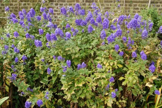 Aconite Fisher: photo and description