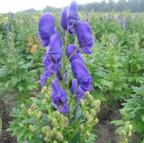 Aconite Fisher: photo and description