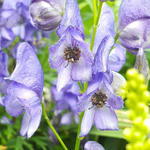 Aconite klobuchkovy: photo and description, varieties