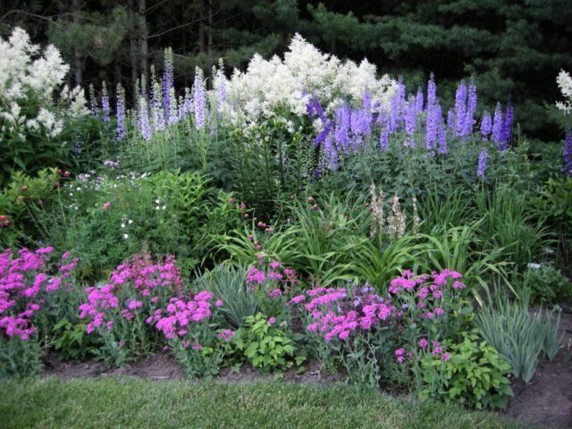 Aconite klobuchkovy: photo and description, varieties