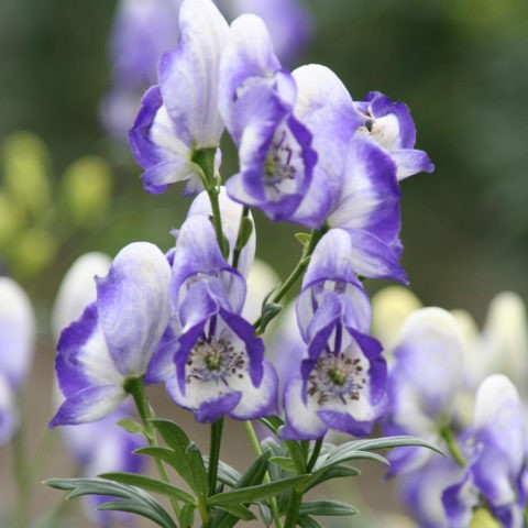 Aconite klobuchkovy: photo and description, varieties