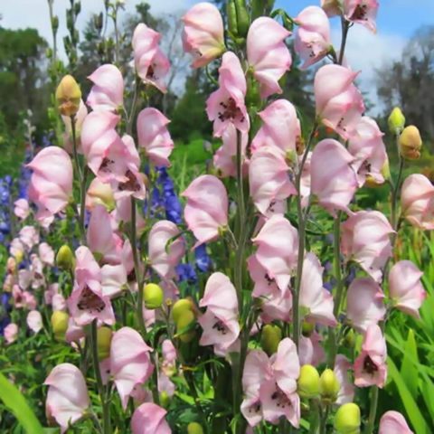 Aconite klobuchkovy: photo and description, varieties