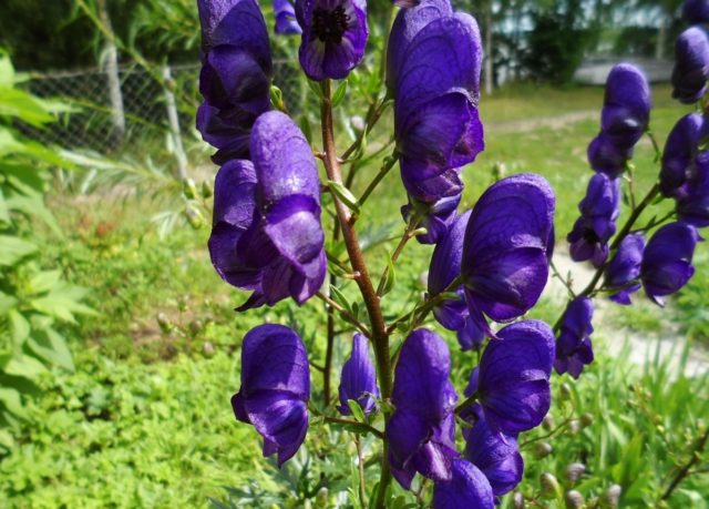 Aconite klobuchkovy: photo and description, varieties