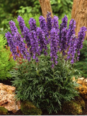 Aconite klobuchkovy: photo and description, varieties