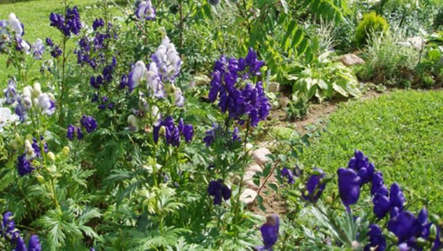 Aconite klobuchkovy: photo and description, varieties