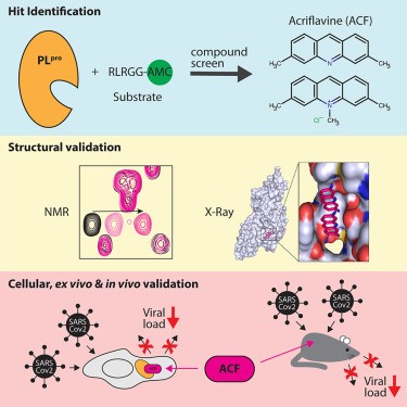 Acryflavin as a new drug for coronavirus? Poles involved in the research. Promising results