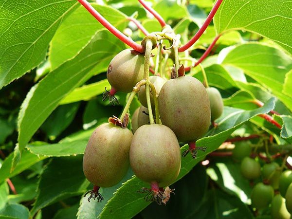 Actinidia: useful properties and contraindications, composition and calorie content + use in medicine and cooking (recipes)