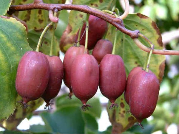 Actinidia: useful properties and contraindications, composition and calorie content + use in medicine and cooking (recipes)