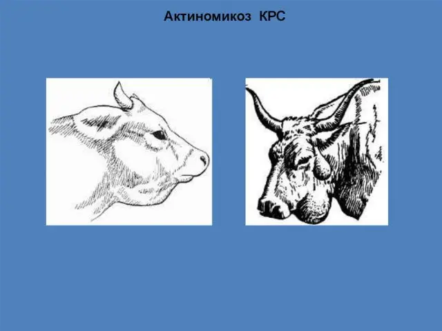 Actinomycosis in cows