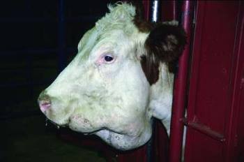 Actinomycosis in cows