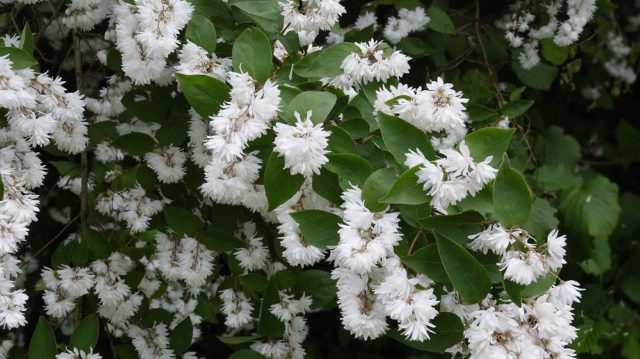 Action shrub: photos in landscape design, hedges, the best types and varieties with descriptions and names