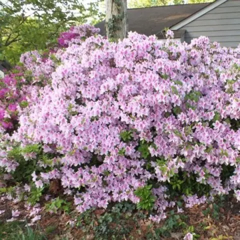 Action shrub: photos in landscape design, hedges, the best types and varieties with descriptions and names