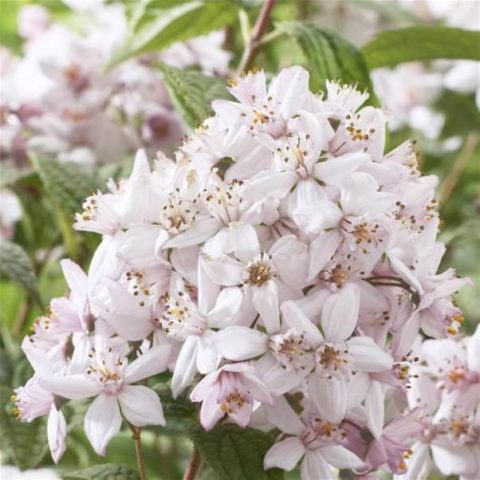 Action shrub: photos in landscape design, hedges, the best types and varieties with descriptions and names