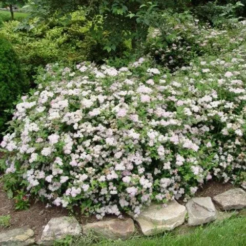 Action shrub: photos in landscape design, hedges, the best types and varieties with descriptions and names